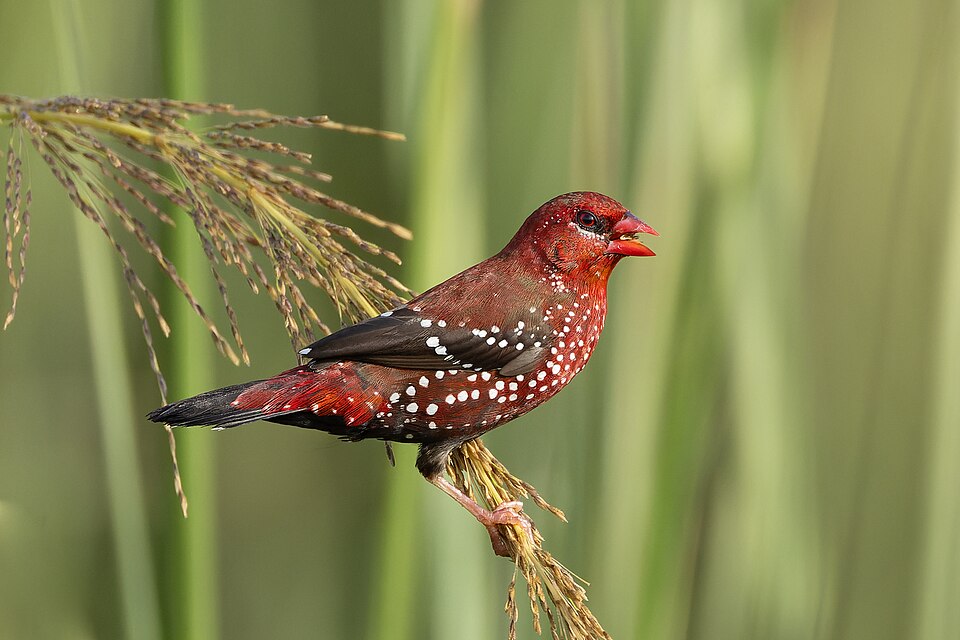 Red Avadavat