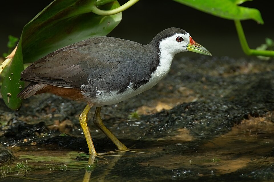 White-breasted Waterhen