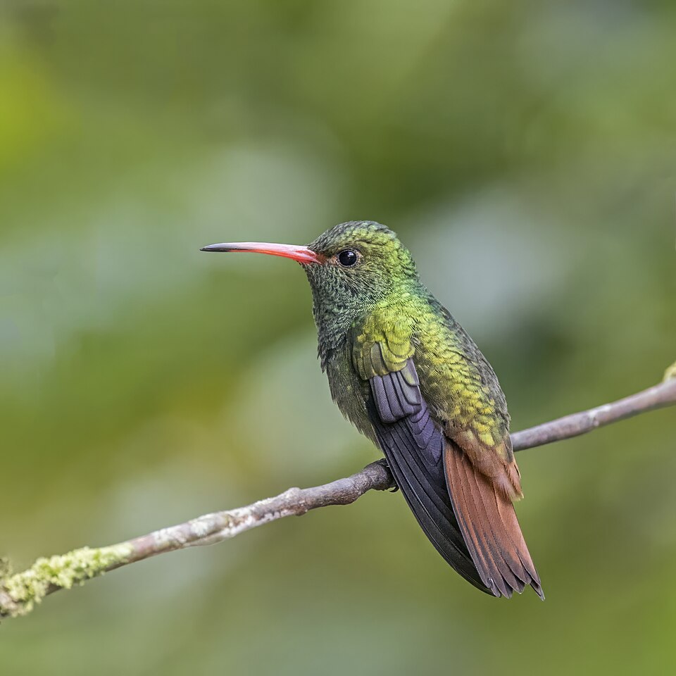 Rufous-tailed Hummingbird