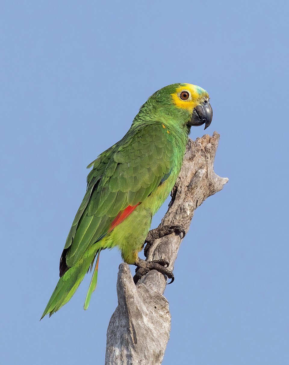 Turquoise-fronted Parrot