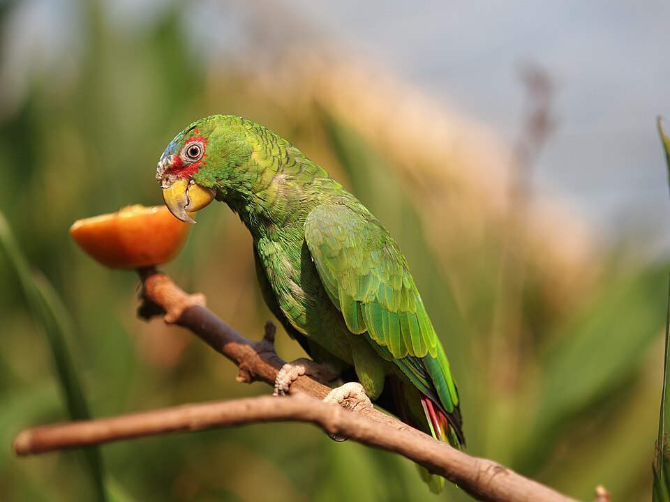 White-fronted Parrot
