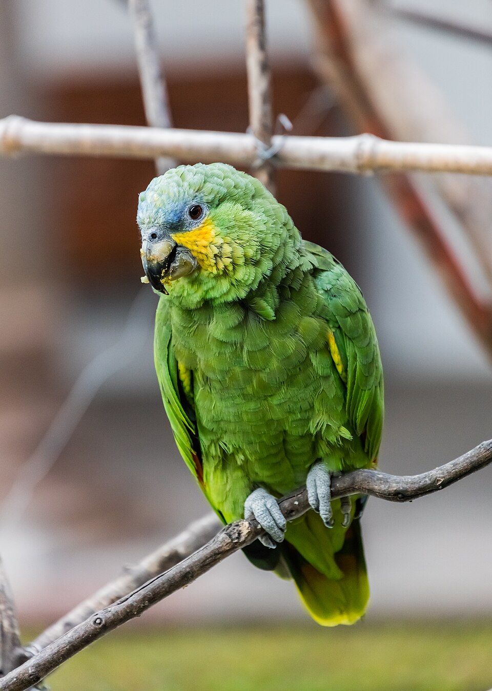 Orange-winged Parrot
