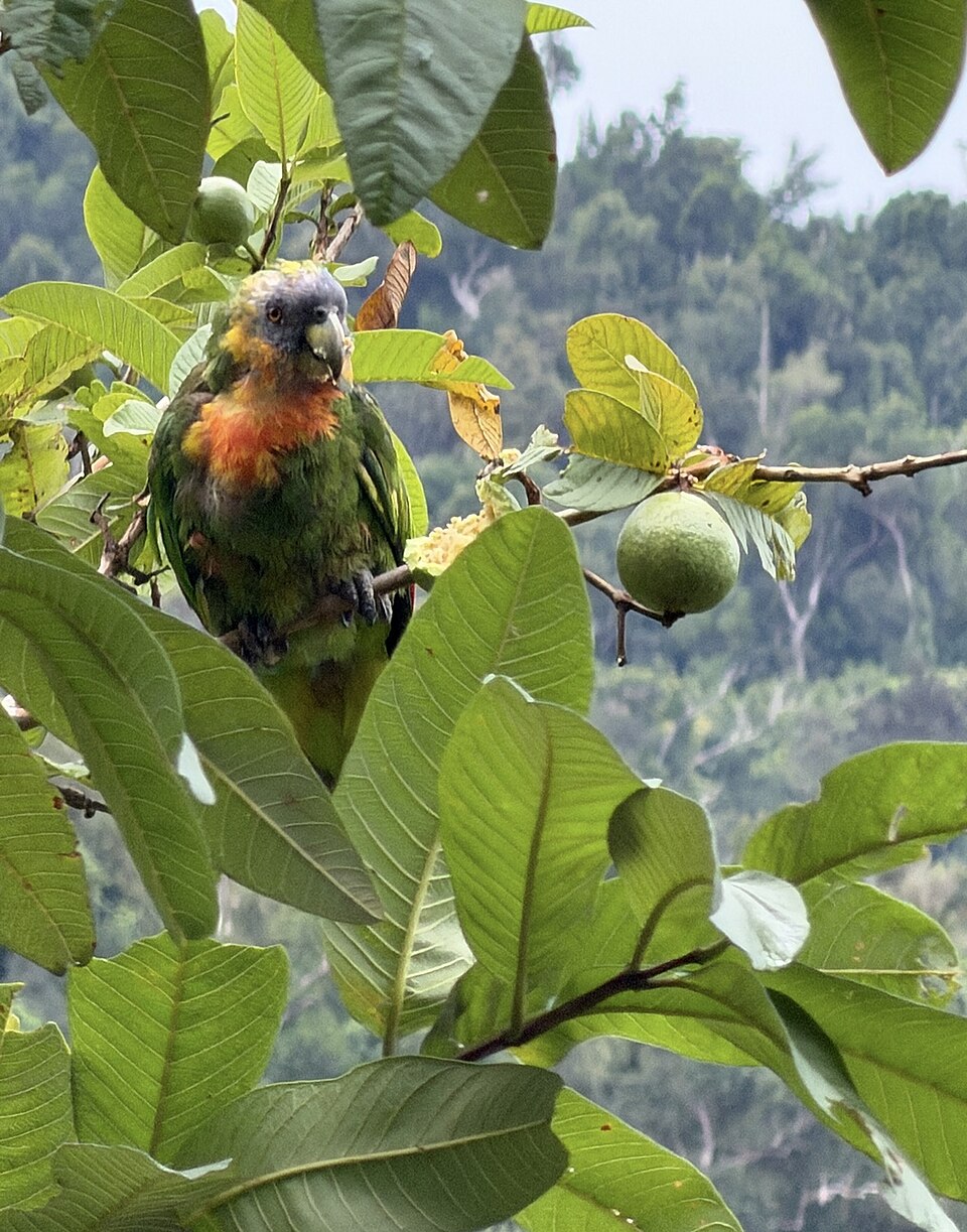Red-necked Parrot