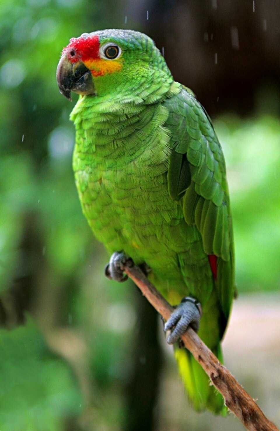 Red-lored Parrot