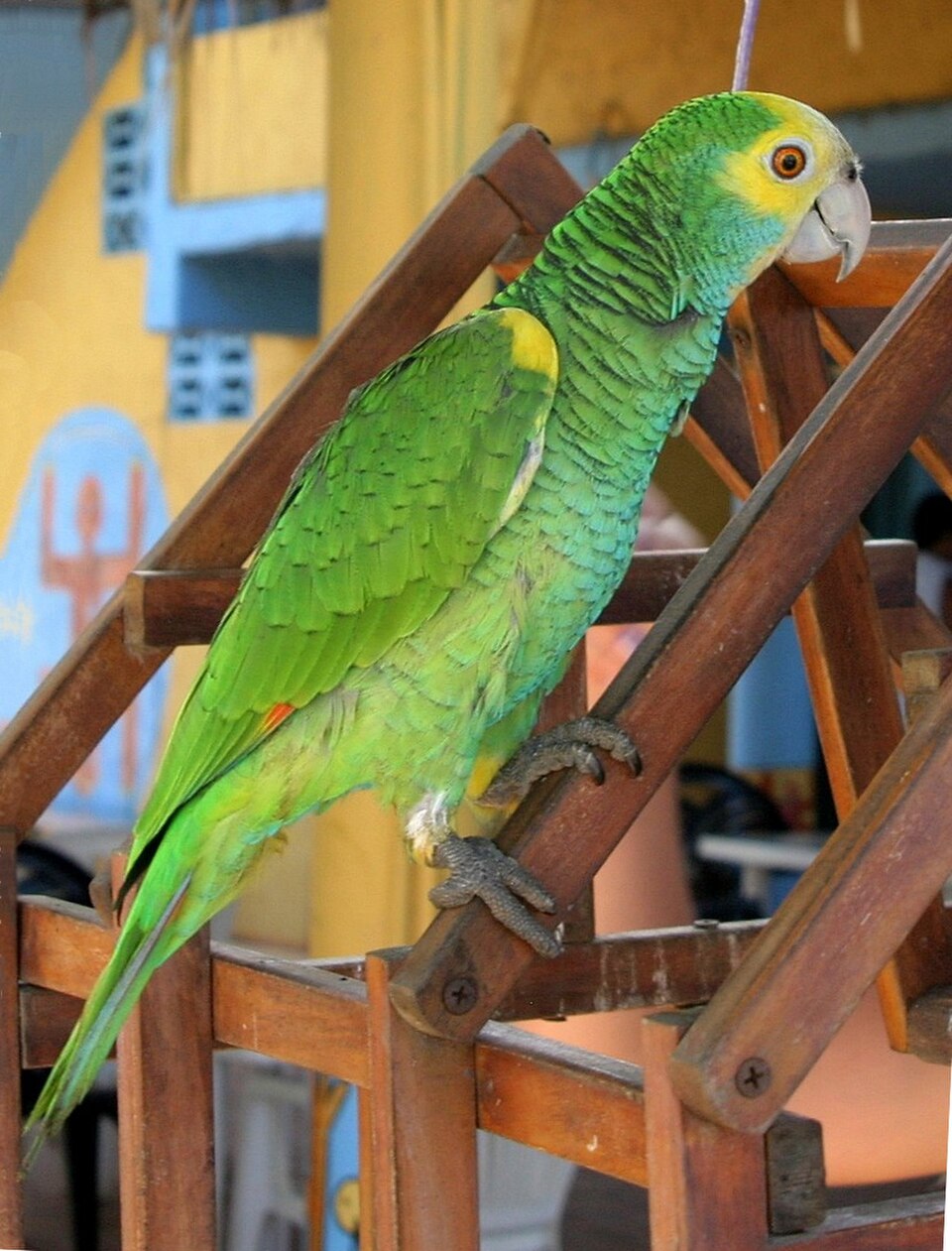 Yellow-shouldered Parrot