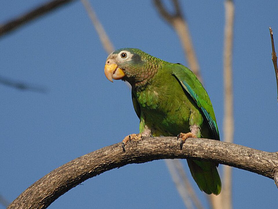 Yellow-billed Parrot