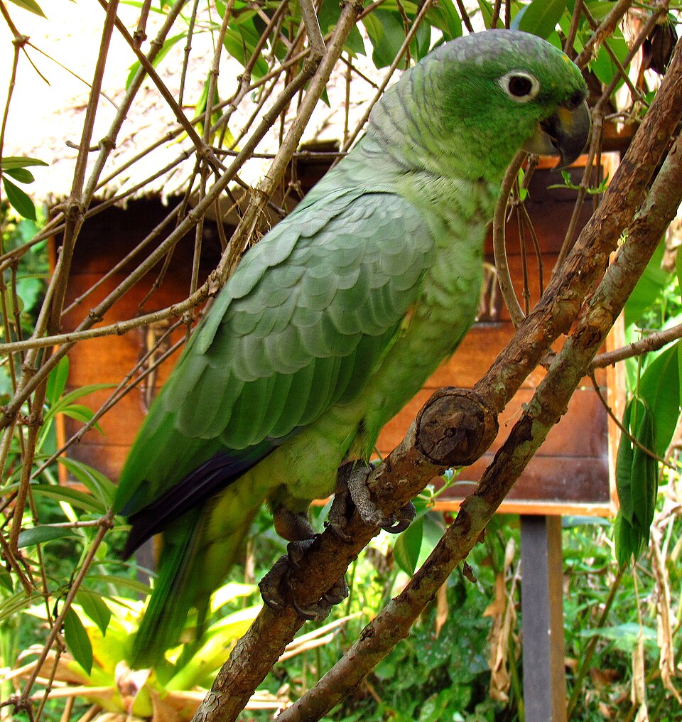 Mealy Parrot