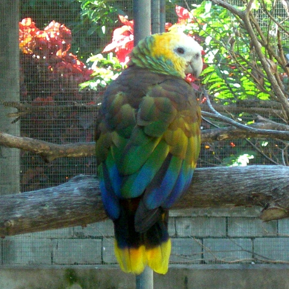 St. Vincent Parrot