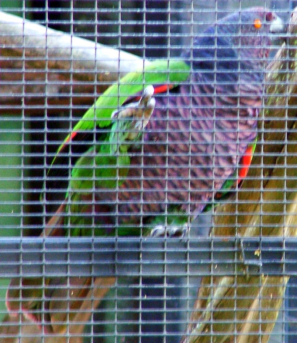Imperial Parrot
