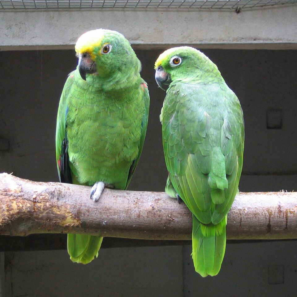 Yellow-crowned Parrot
