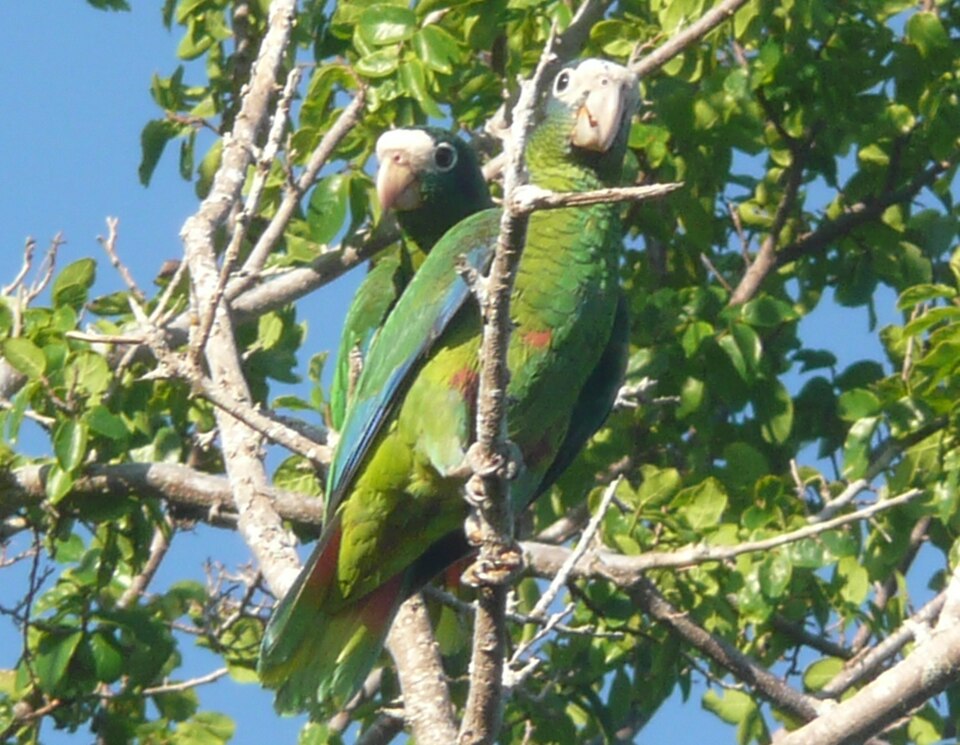 Hispaniolan Parrot