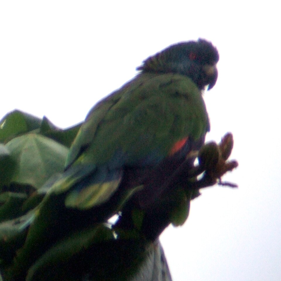 St. Lucia Parrot