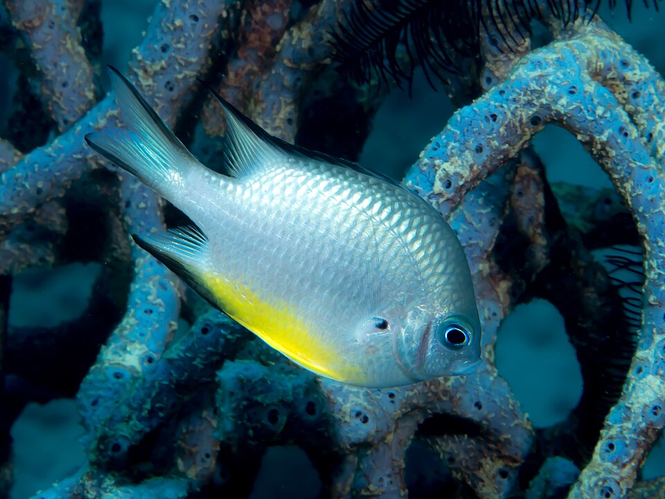 Goldenscaled Damselfish