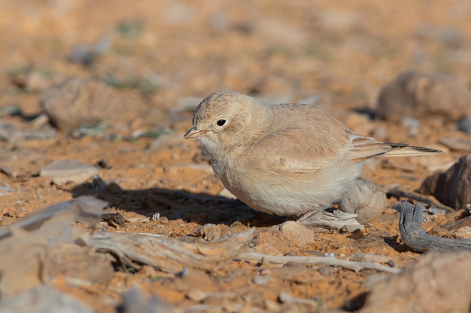 Bar-tailed Lark