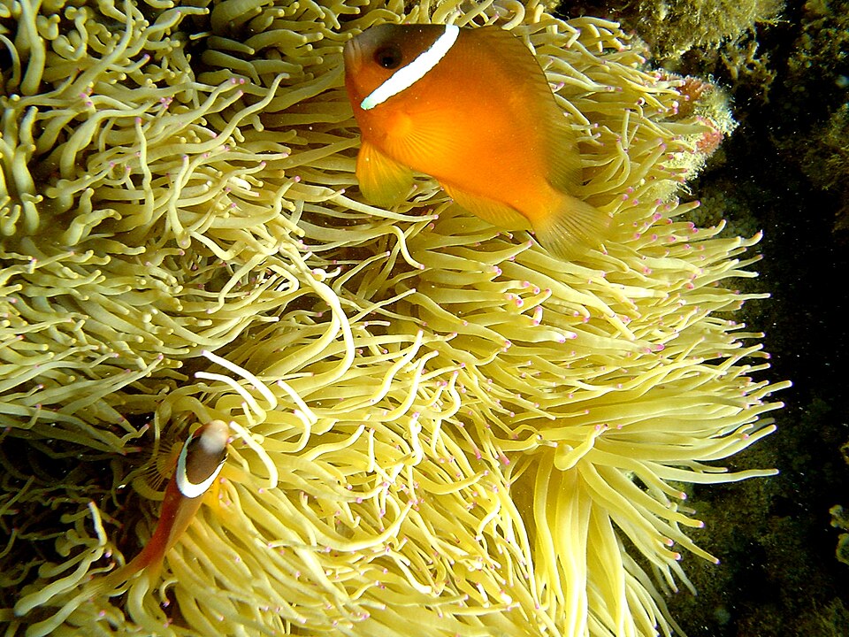 Fiji Tomato Anemonefish