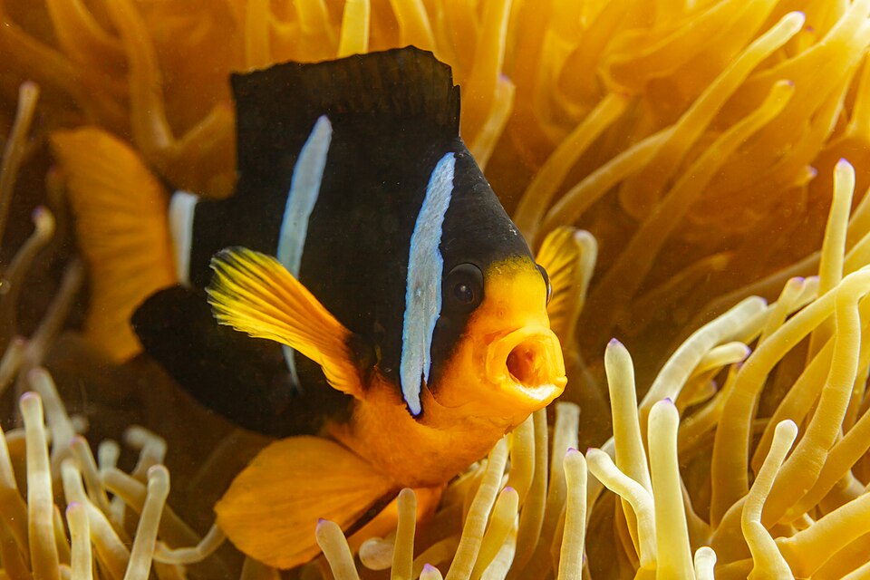 Clark's anemonefish