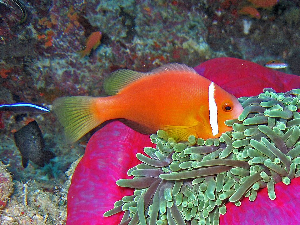 Maldive anemonefish