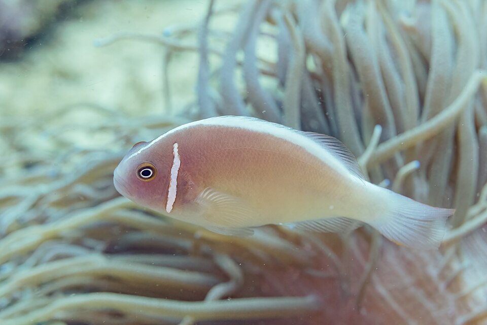 False Skunkstriped Anemonefish