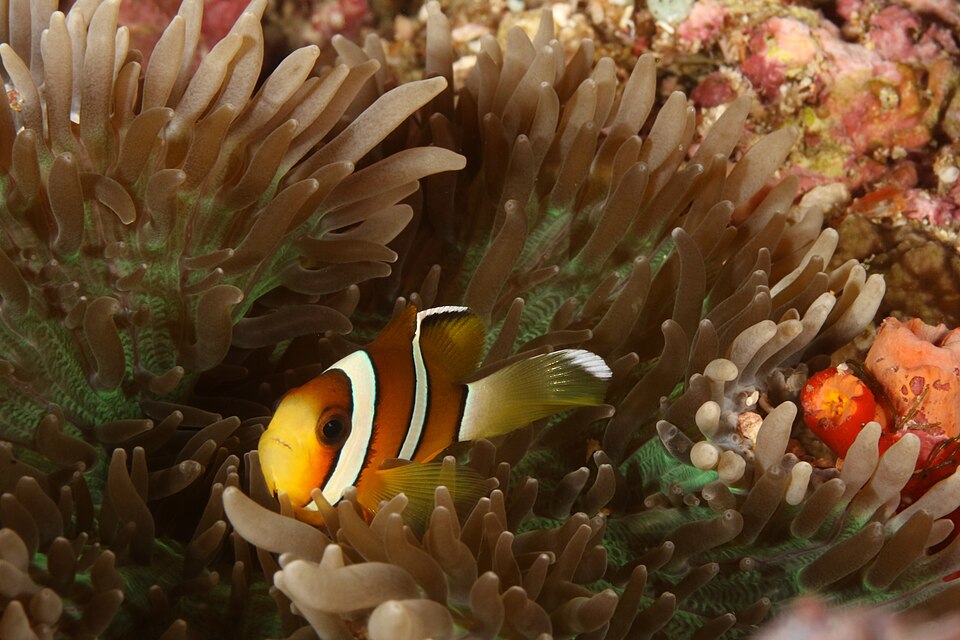 Maroon Clownfish