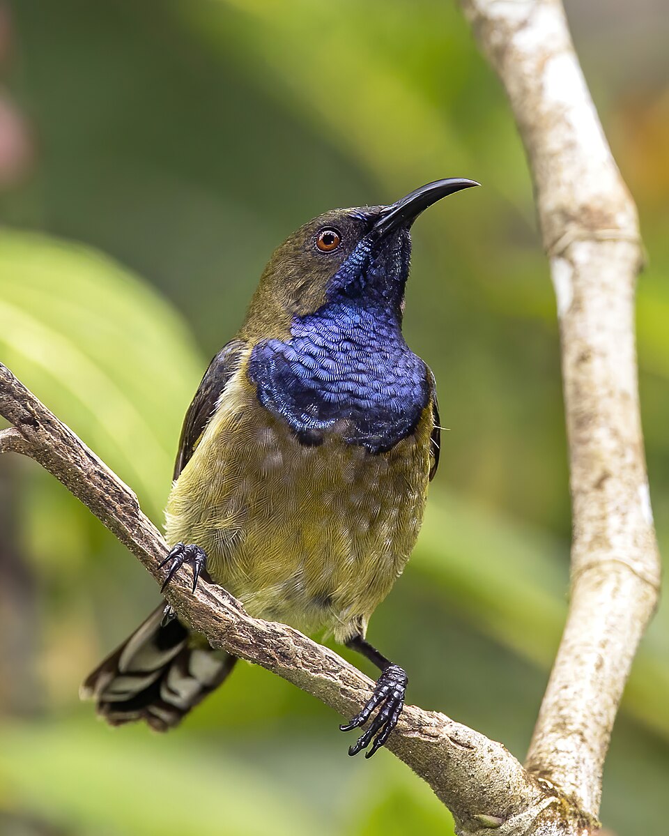 Principe Sunbird