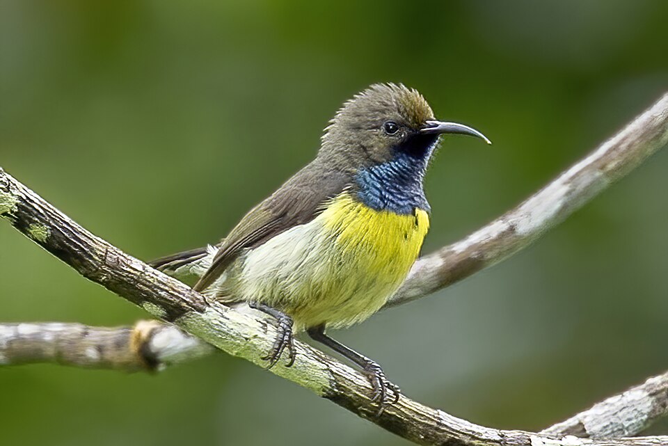 Newton's Sunbird