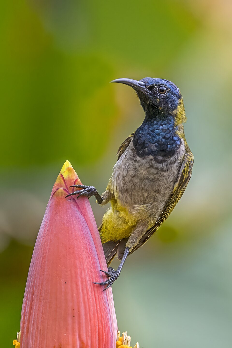 Reichenbach's Sunbird