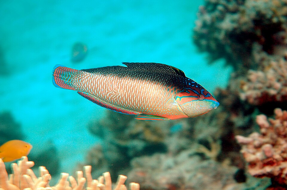 Black-back Wrasse