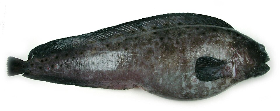Northern wolffish