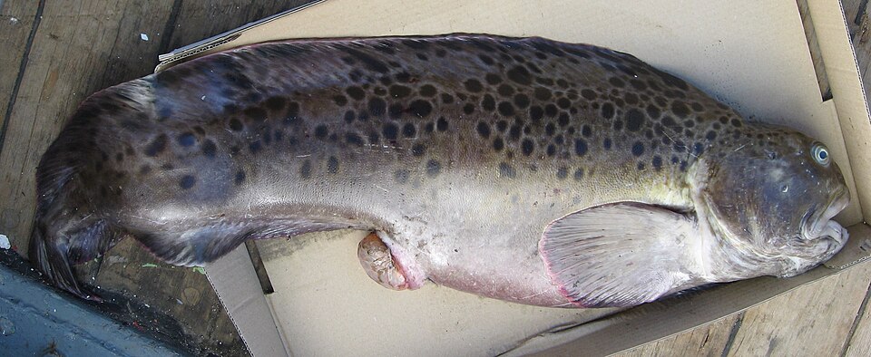 Spotted Catfish