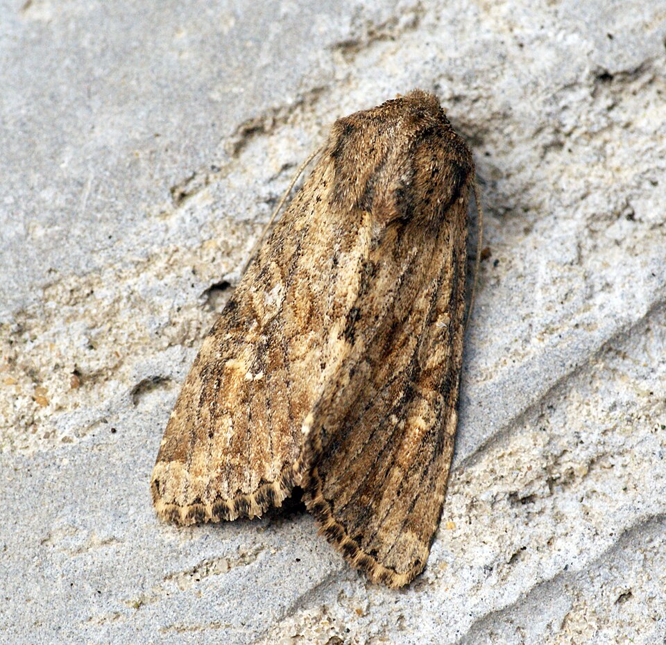 Clover Cutworm