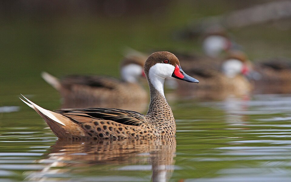 White-cheeked Pintail