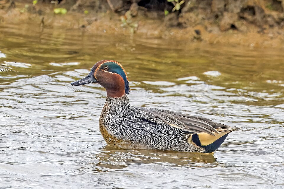 Green-winged Teal