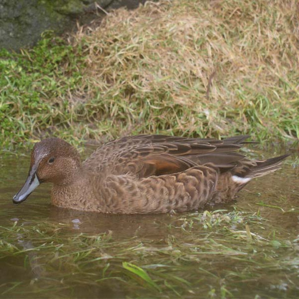 Eaton's Pintail