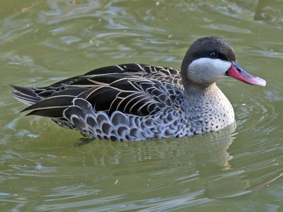 Red-billed Duck