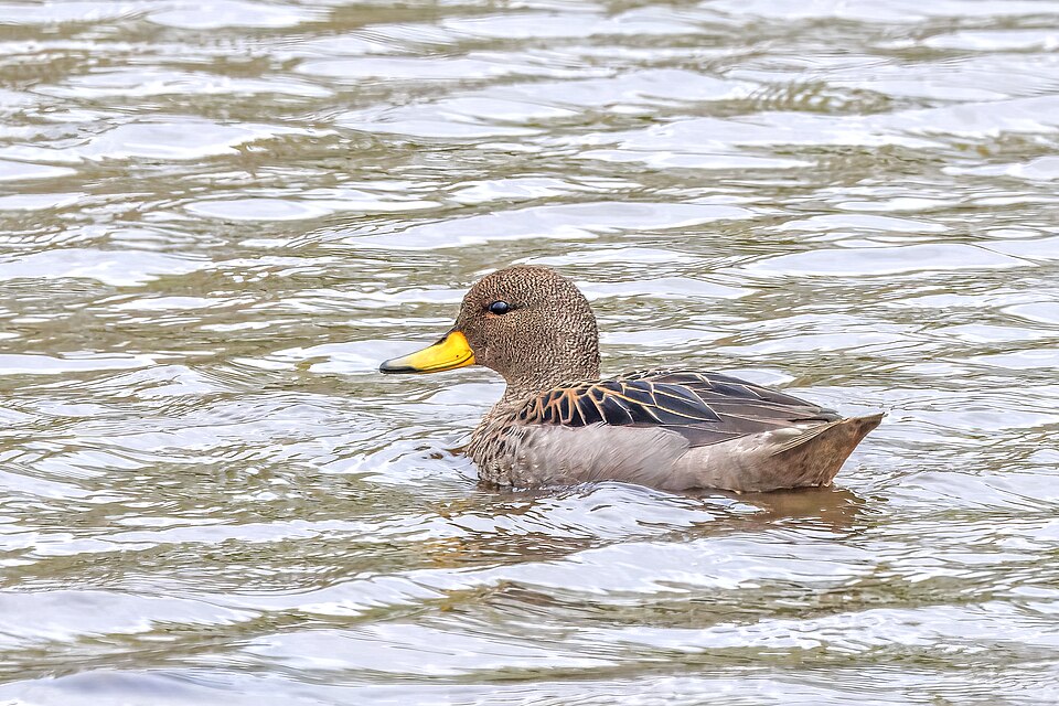 Yellow-billed Teal