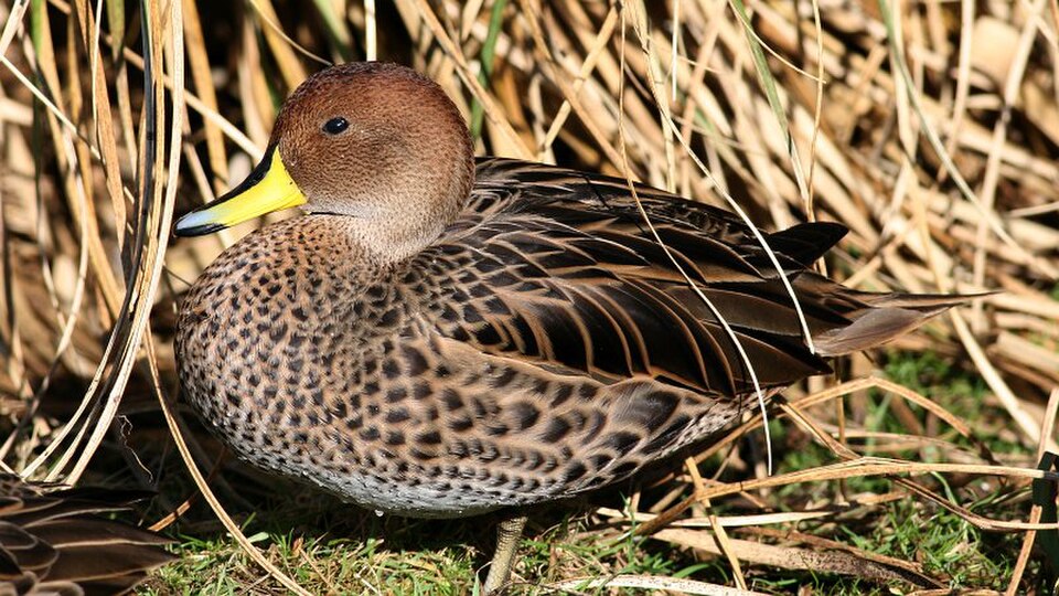 Yellow-billed Pintail