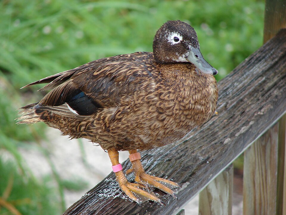 Laysan Duck