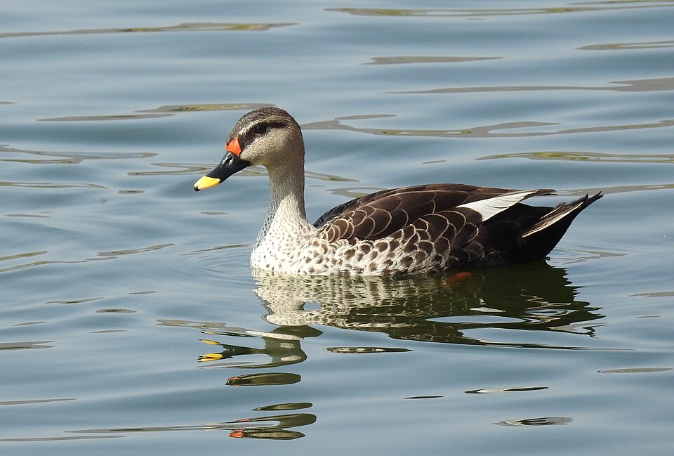 spot-billed duck