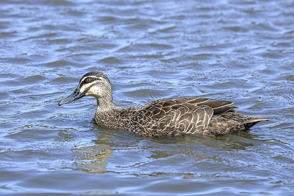 Pacific Black Duck