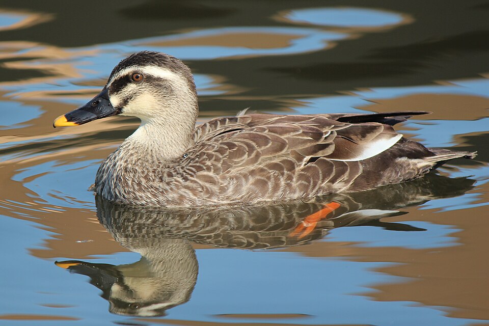 Eastern Spot-billed Duck