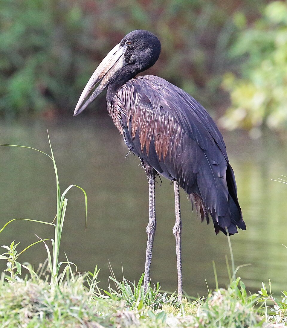 African Openbill