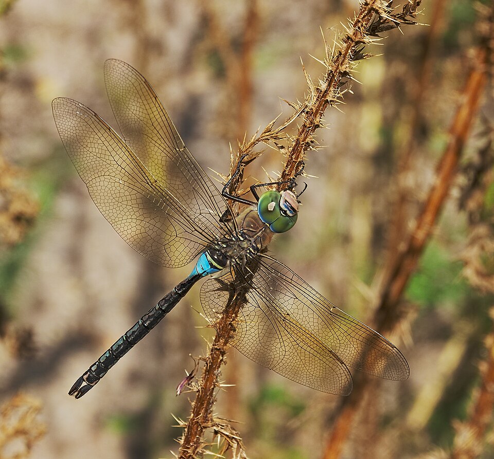 lesser emperor