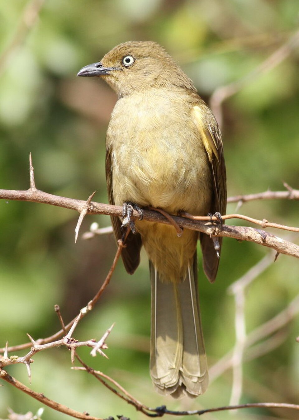 Sombre Greenbul