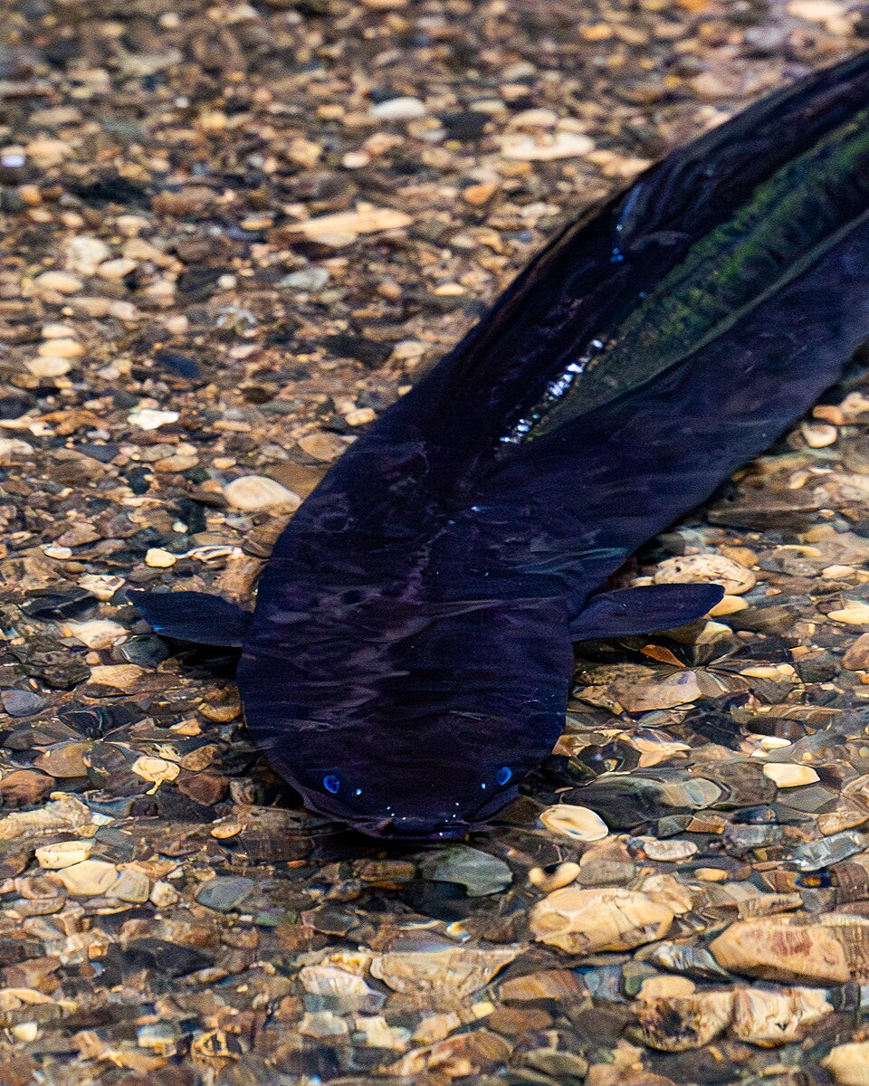 Longfin eel