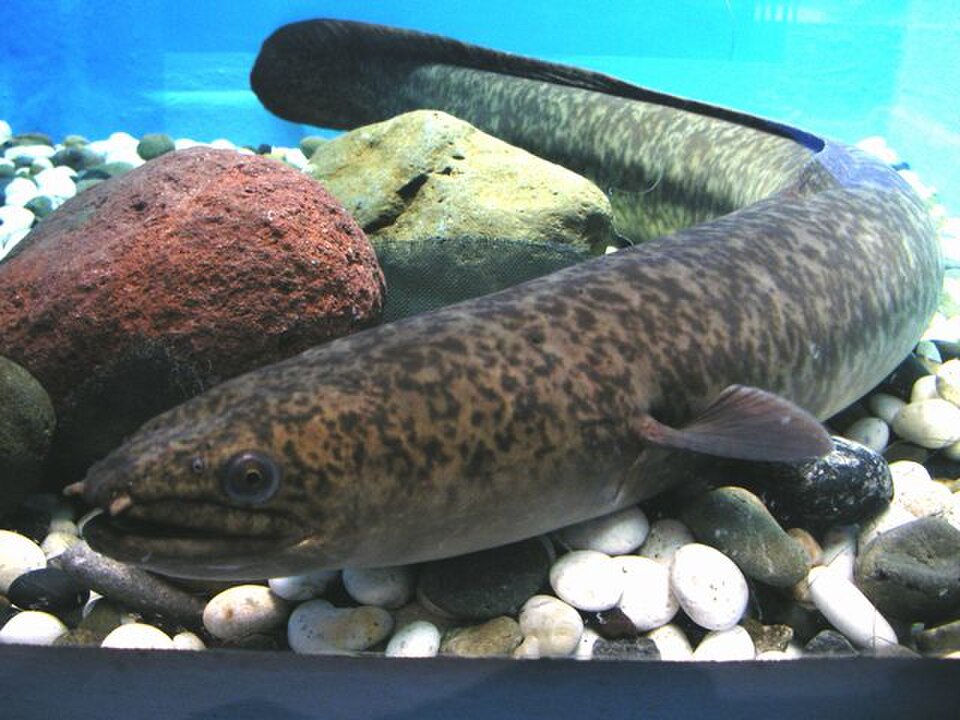 Giant mottled eel