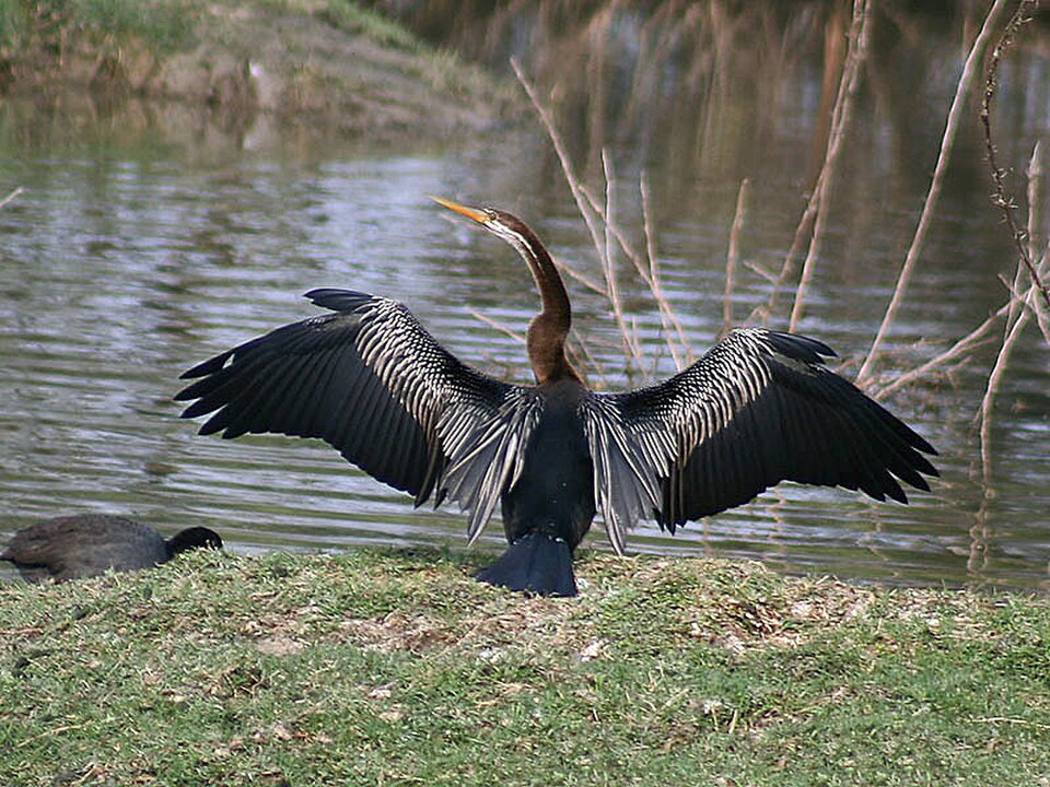 Oriental Darter