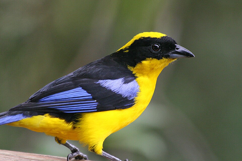 Blue-winged Mountain-Tanager