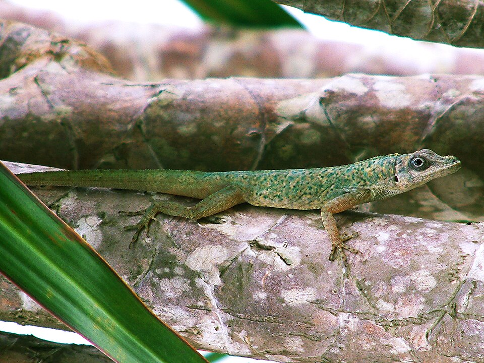 Bronze Anole