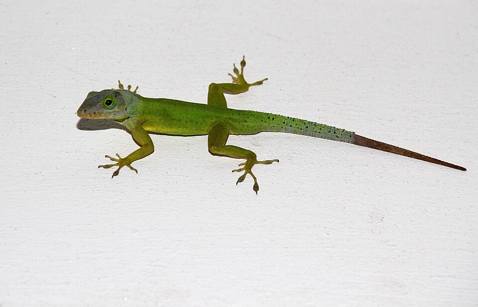 Panther anole