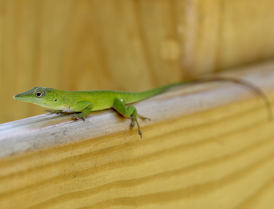 Hispaniola green anole